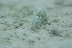 Stylocheilus striatus