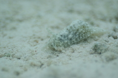 Stylocheilus striatus