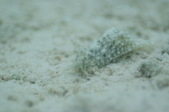 Stylocheilus striatus