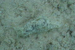 Stylocheilus striatus