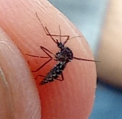 Aedes aegypti