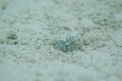 Stylocheilus striatus