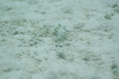 Stylocheilus striatus