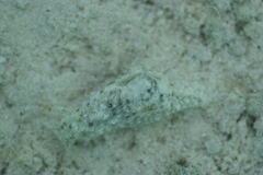 Stylocheilus striatus