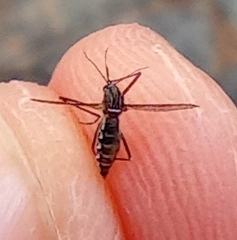 Aedes aegypti