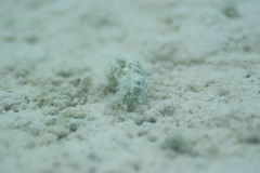 Stylocheilus striatus