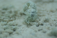 Stylocheilus striatus