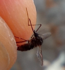 Aedes aegypti