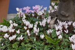 Cyclamen persicum