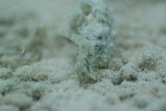 Stylocheilus striatus