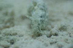 Stylocheilus striatus