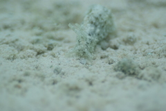 Stylocheilus striatus