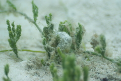 Stylocheilus striatus