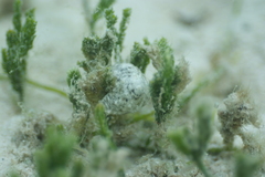 Stylocheilus striatus