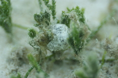 Stylocheilus striatus