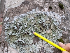 Parmelia submontana