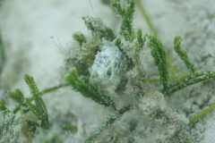 Stylocheilus striatus