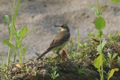 Motacilla tschutschensis