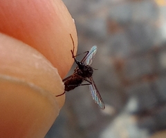 Aedes aegypti