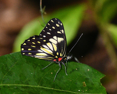 Catasticta sisamnus