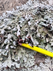 Parmelia submontana