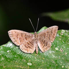 Adelotypa densemaculata