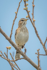 Cercotrichas leucophrys