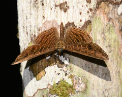 Adelotypa densemaculata