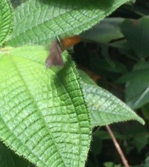 Drupadia ravindra moorei