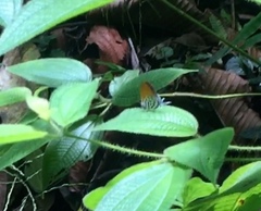 Drupadia ravindra moorei