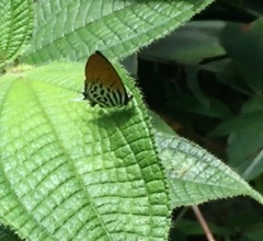 Drupadia ravindra moorei