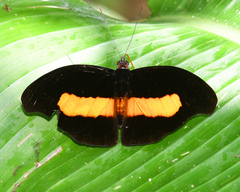 Catonephele acontius