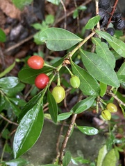 Erythroxylum emarginatum