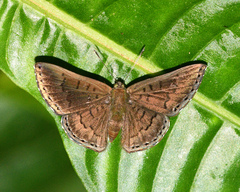 Chalodeta lypera