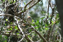 Synallaxis albescens