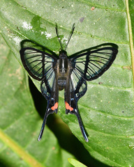 Chorinea octauius