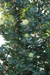 Banksia ilicifolia