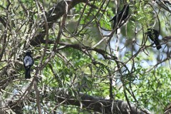 Molothrus rufoaxillaris