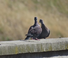 Columba guinea phaeonota