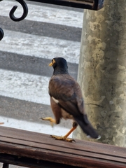 Acridotheres tristis