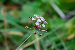 Allium microdictyon