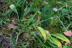 Allium microdictyon