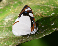 Dynamine coenus albidula