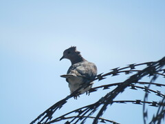 Streptopelia senegalensis senegalensis