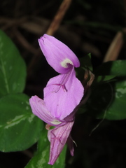 Dicliptera tinctoria
