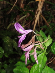 Dicliptera tinctoria