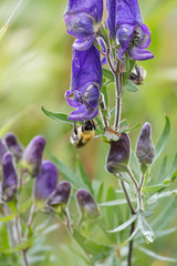 Bombus consobrinus