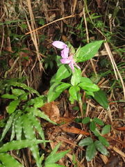 Dicliptera tinctoria