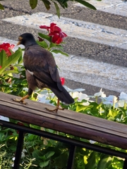 Acridotheres tristis