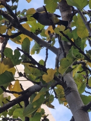 Pycnonotus xanthopygos